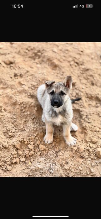 Немецкая овчарка!