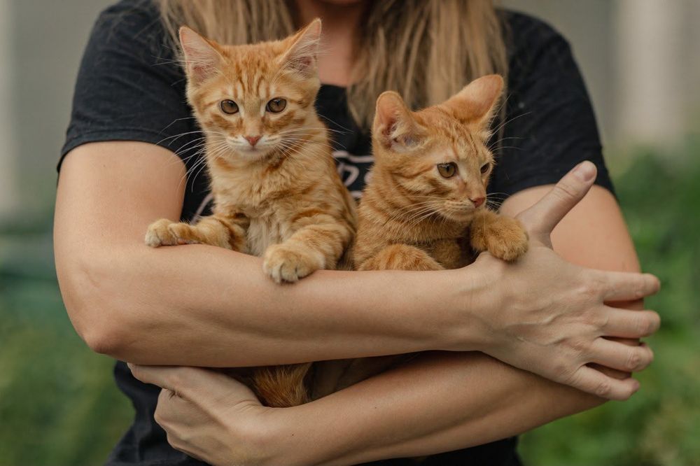 Котята ищут любящий дом