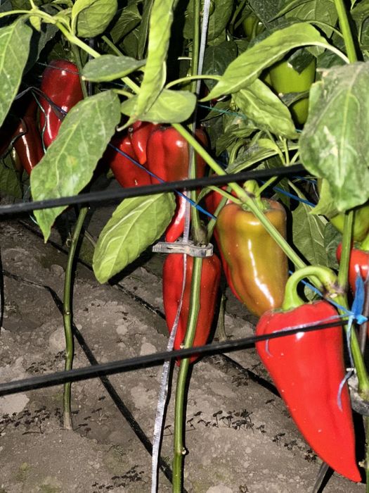 Ferrari navli bolgar