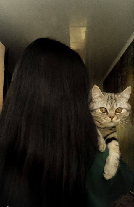 Кот шотландский вязка!