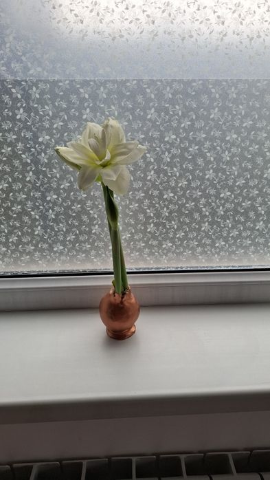 Амариллис Альфреско