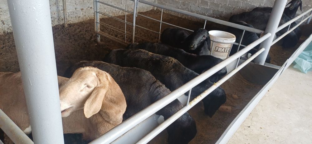 Hisori qozi qochqorla sotiladi