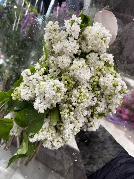 Сирень - новая поставка