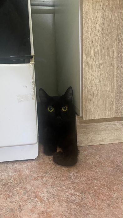 Кошка в поисках дома
