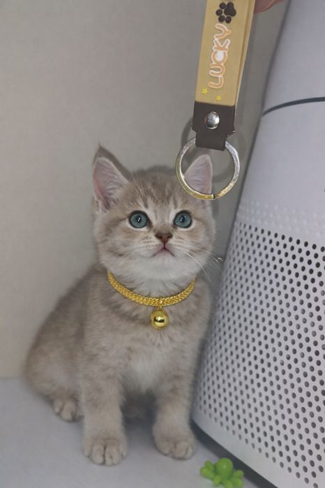 Очень классный котенок продается