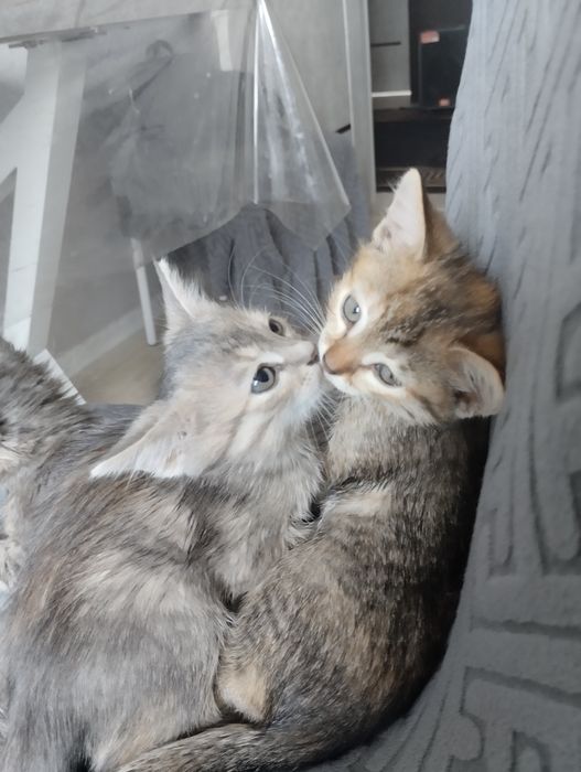 Отдам котят в добрые руки