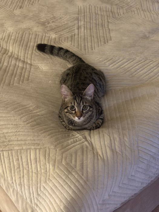 котенок 8 месяцев