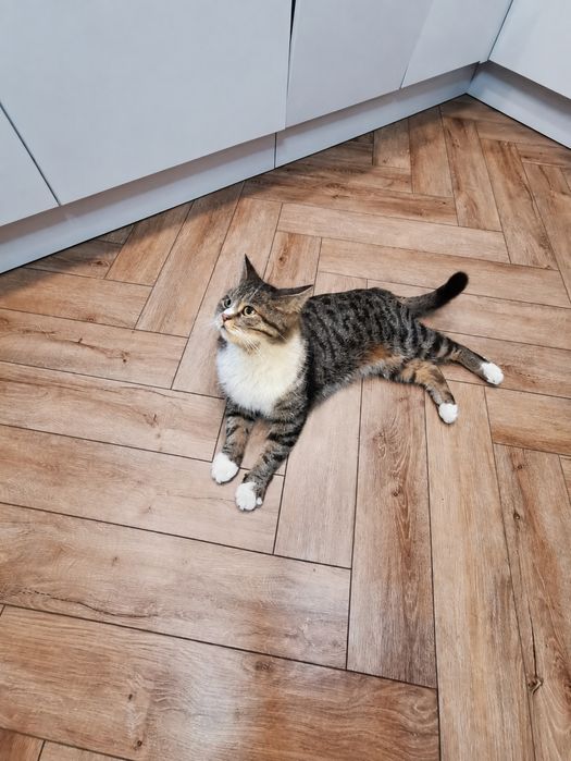 Кот, котик, мальчик