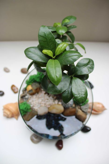 Флорариум с бонсай - подарък за рожден ден и др поводи