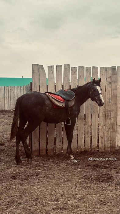 Таза Қанды Құнан сатылады