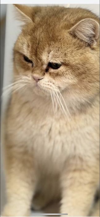 продаётся котёнок Scottish Fold (скотиш фолд)