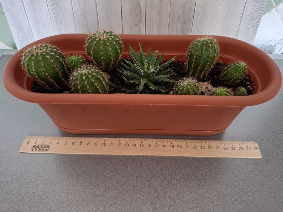 Весёлая семейка кактусов