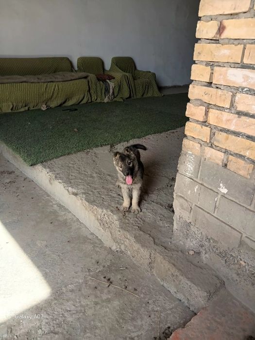 Европейский овчарка