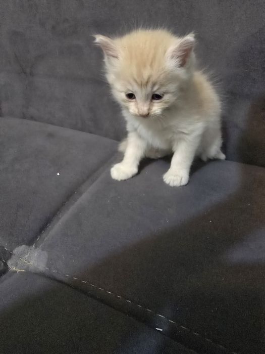 Отдам котята бесплатно