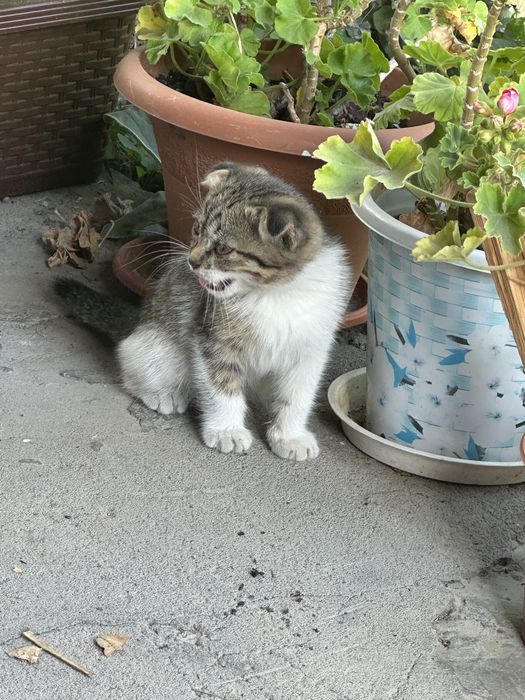 Вислоухий котенок