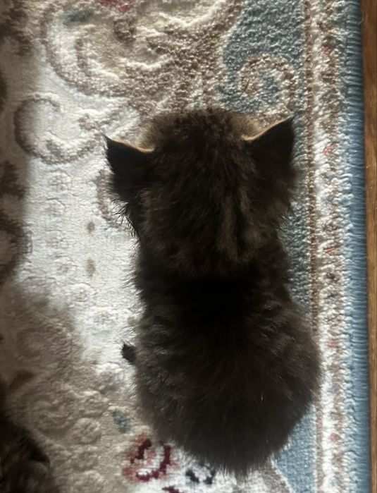 4 маленьких котят