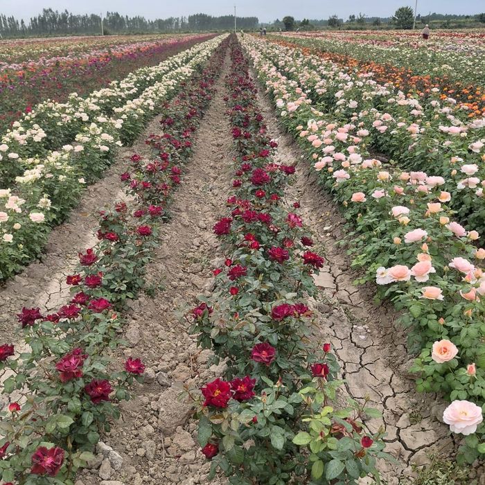 Розы саженцы оптом