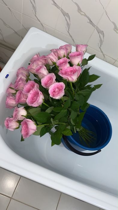Розы 25 шт свежый
