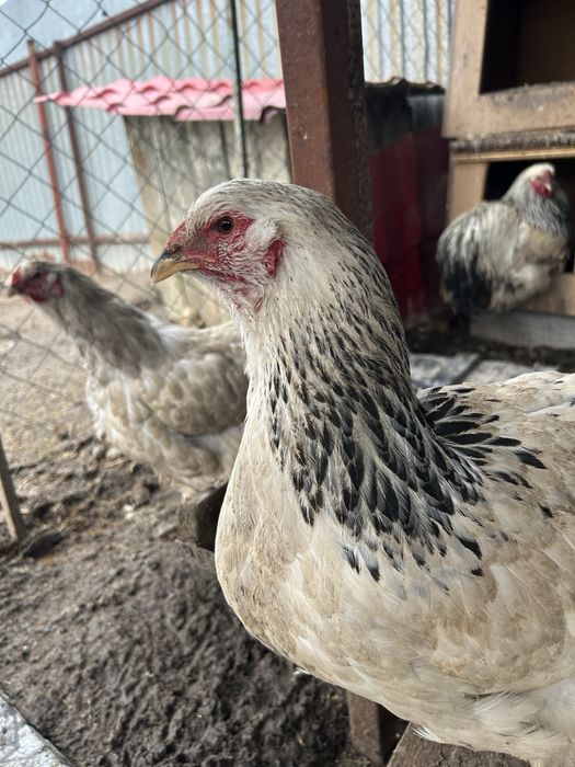 Продам кур и петухов