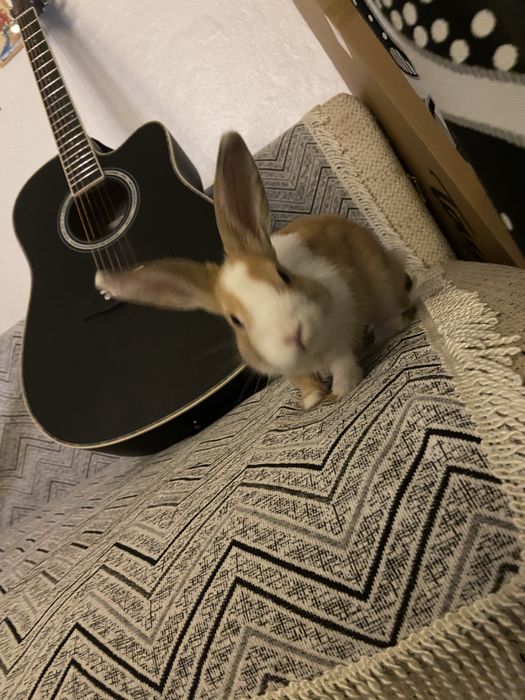 Декоротивный кролик