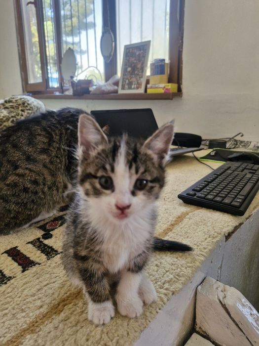 Котят отдам в хорошие руки