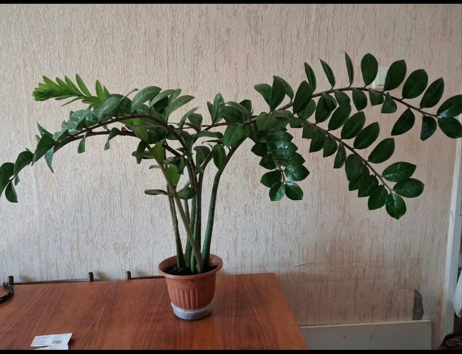 Продам комнатный цветок