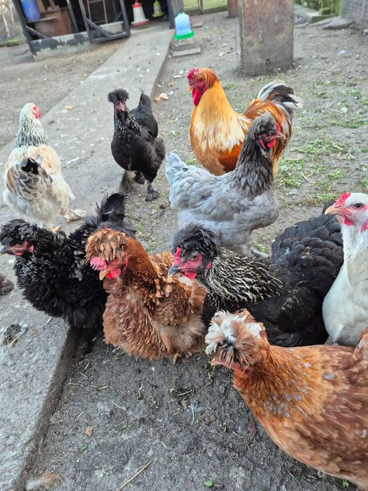 Ouă pentru incubat din rasa Australorp și moțate încălțate