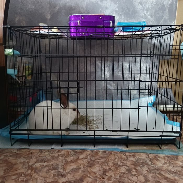 Продаётся декоративный кролик