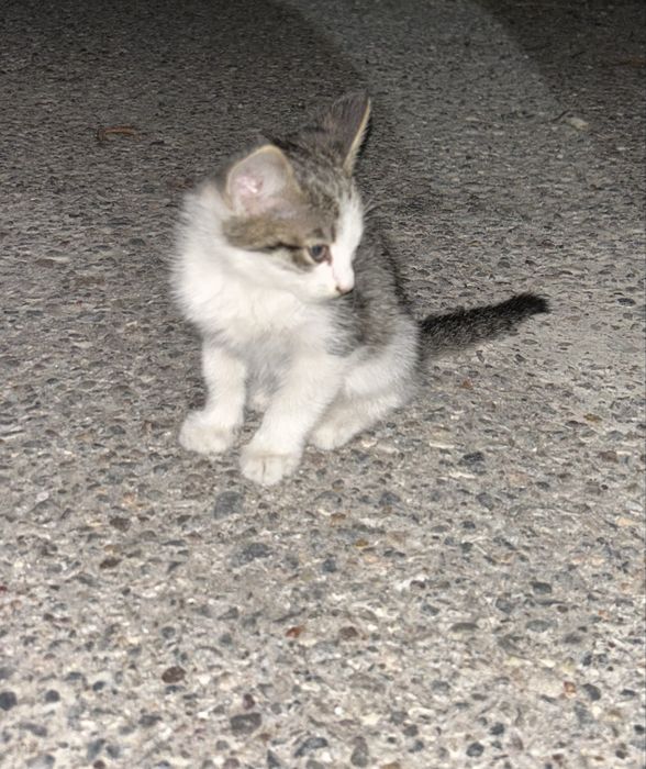 Котята ищут доброго хозяина!