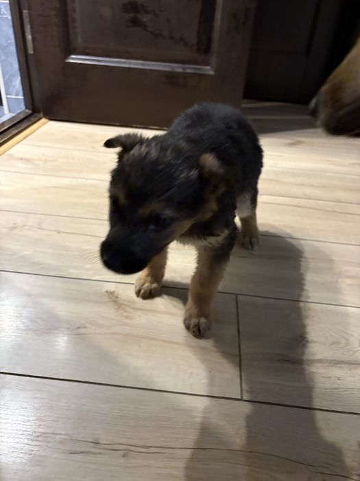 Щенок ищет дом, 1 мес девочка