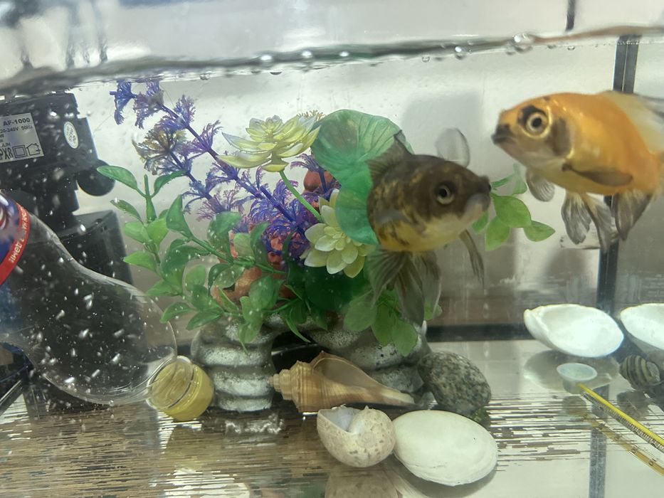 Аквариум для рыбок
