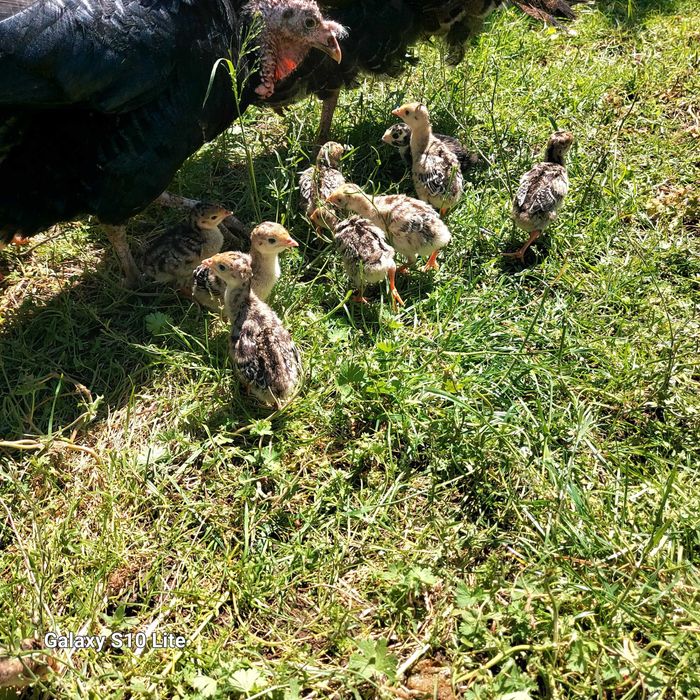 Vând Pui De Curca De Casă