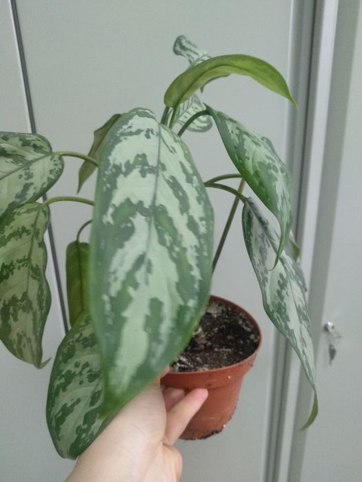 Аглаонема Трейба. Комнатные цветы