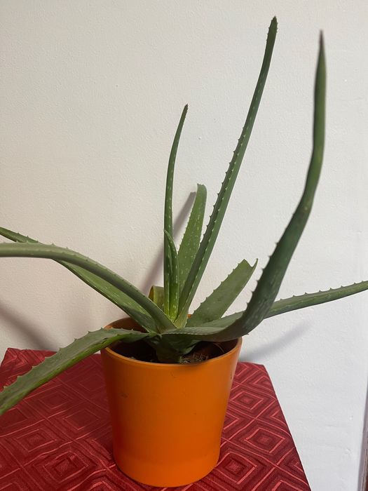 Planta aloe Vera naturală 40 cm