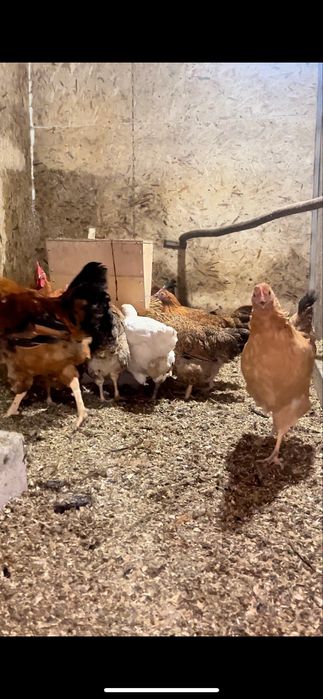 Продам кур Кучинские Юбилейные