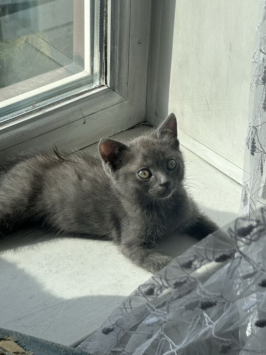 Отдам котят в хорошие руки!