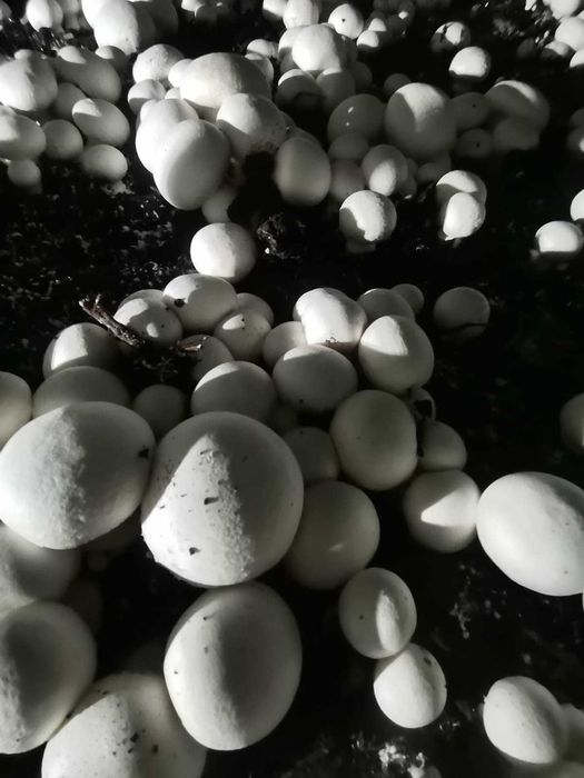 Ciuperci Champignon Albe Direct De La Producator