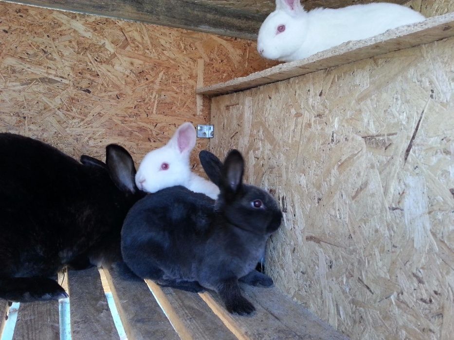 Продам Крольчатники