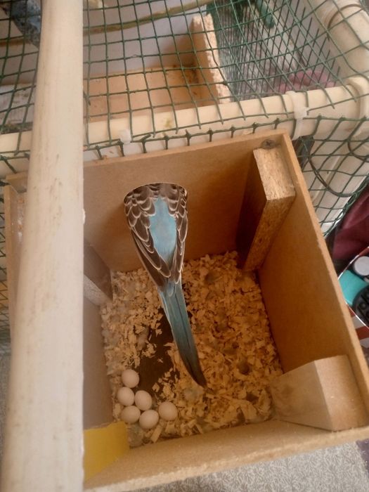 Папугайлар сотилади