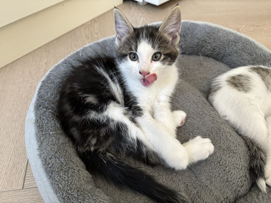 Котенок ищет дом бесплатно