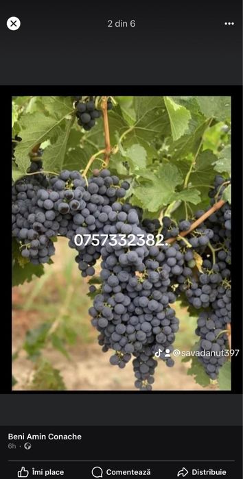Vand struguri de vin