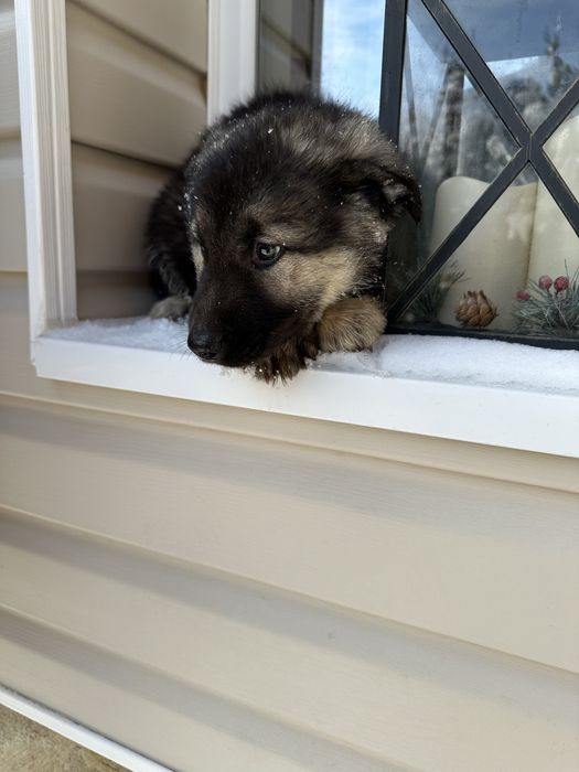 Кученцата на Афра и Рой