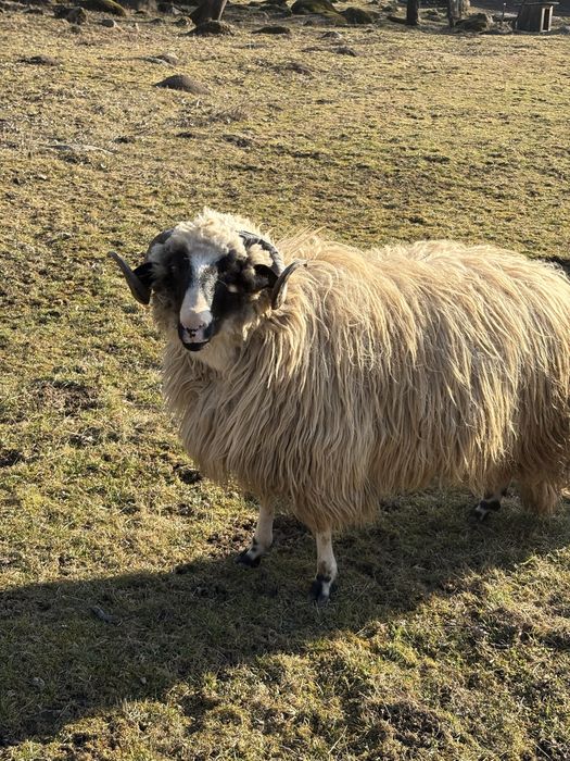 De vanzare un berbec de 1 an si unu de 2 ani