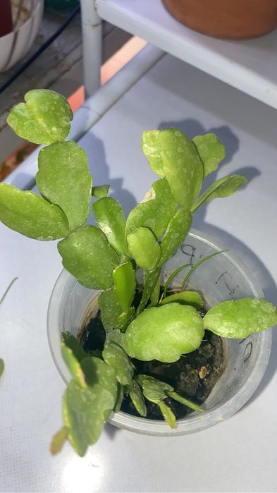 цветы комнатные