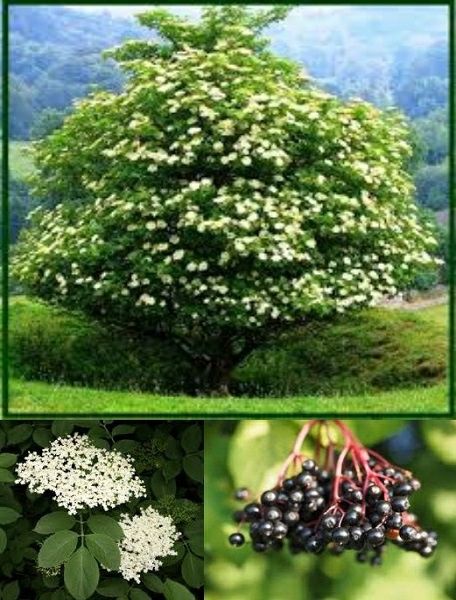 Arbusti (Soc Parfumat )