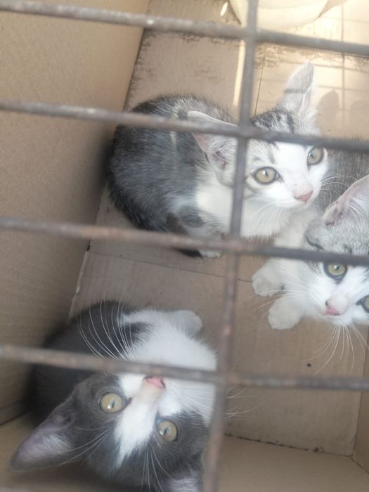Отдам милых котят!!!