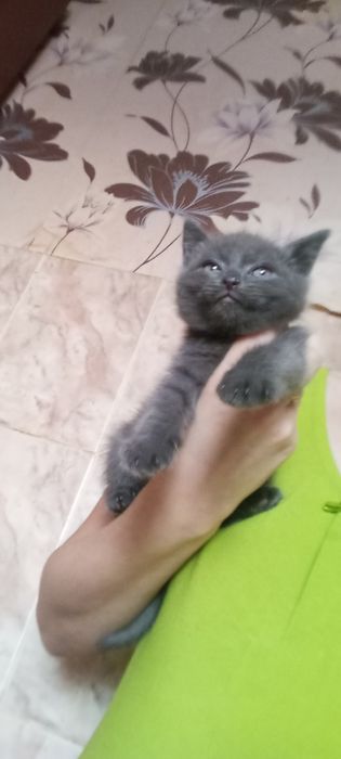 Британский Мальчик 1 месяц 2 недели.