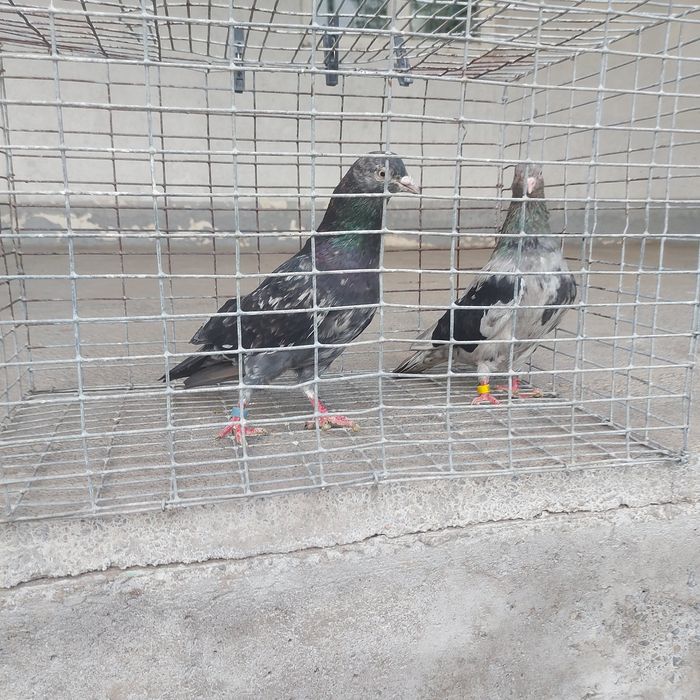 Челкар орех пара гатовый лет игра