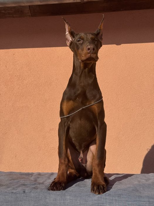 Căței Doberman cu pedigree