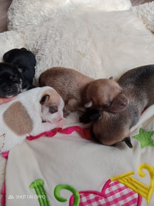 Молодой чихуахуа [Вязка]